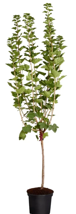 Dehner Stachel- & Johannisbeeren|Beerensträucher > Johannisbeere 'Jonkheer van Tets'
