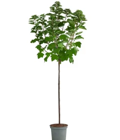 Dehner Johannisbeere 'Jonkheer van Tets' Rot Sale