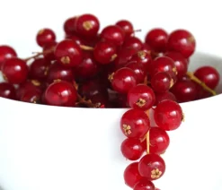 Dehner Stachel- & Johannisbeeren|Beerensträucher - Johannisbeere 'Jonkheer van Tets' Rot