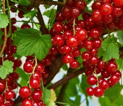 Dehner Stachel- & Johannisbeeren|Beerensträucher - Johannisbeere 'Jonkheer van Tets' Rot