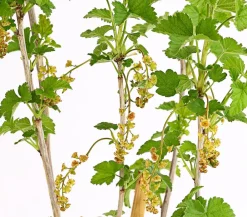Dehner Stachel- & Johannisbeeren|Beerensträucher - Johannisbeere 'Jonkheer van Tets' Rot