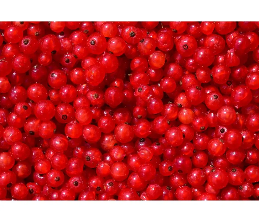Dehner Stachel- & Johannisbeeren|Beerensträucher > Johannisbeere 'Rovada'