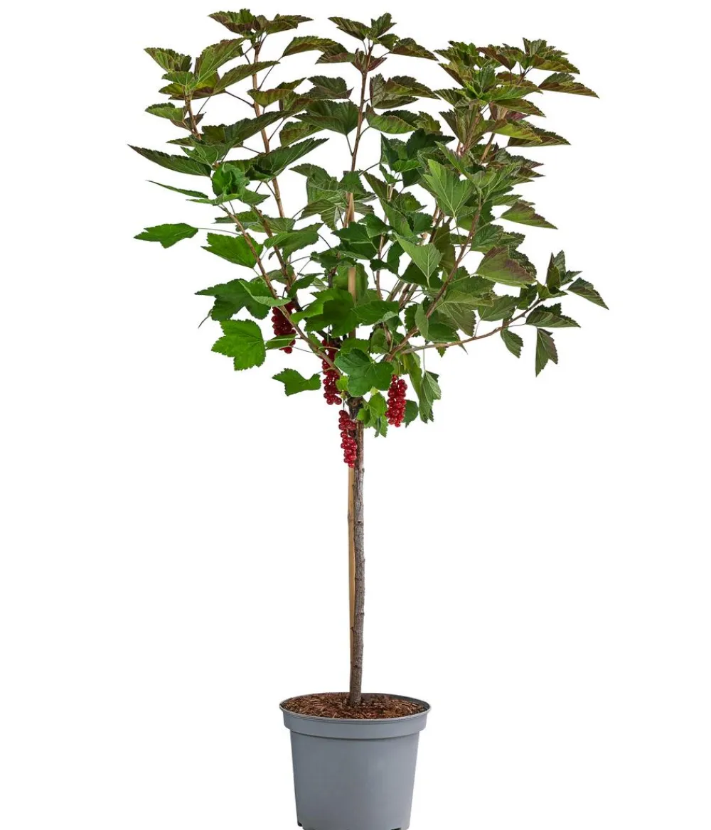 Dehner Johannisbeere 'Rovada' Rot Discount
