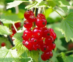 Dehner Stachel- & Johannisbeeren|Beerensträucher - Johannisbeere 'Rovada' Rot