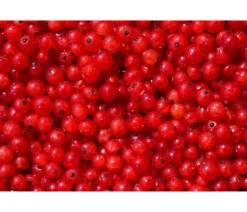 Dehner Stachel- & Johannisbeeren|Beerensträucher - Johannisbeere 'Rovada' Rot