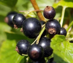 Dehner Stachel- & Johannisbeeren|Beerensträucher > Johannisbeere 'e Perle'