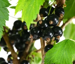 Dehner Johannisbeere 'e Perle' Schwarz Sale