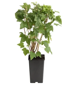 Dehner Stachel- & Johannisbeeren|Beerensträucher > Johannisbeere 'Titania'