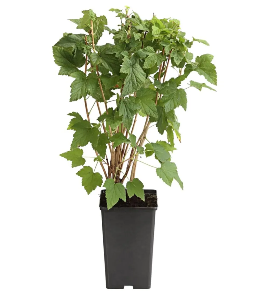 Dehner Stachel- & Johannisbeeren|Beerensträucher > Johannisbeere 'Titania'