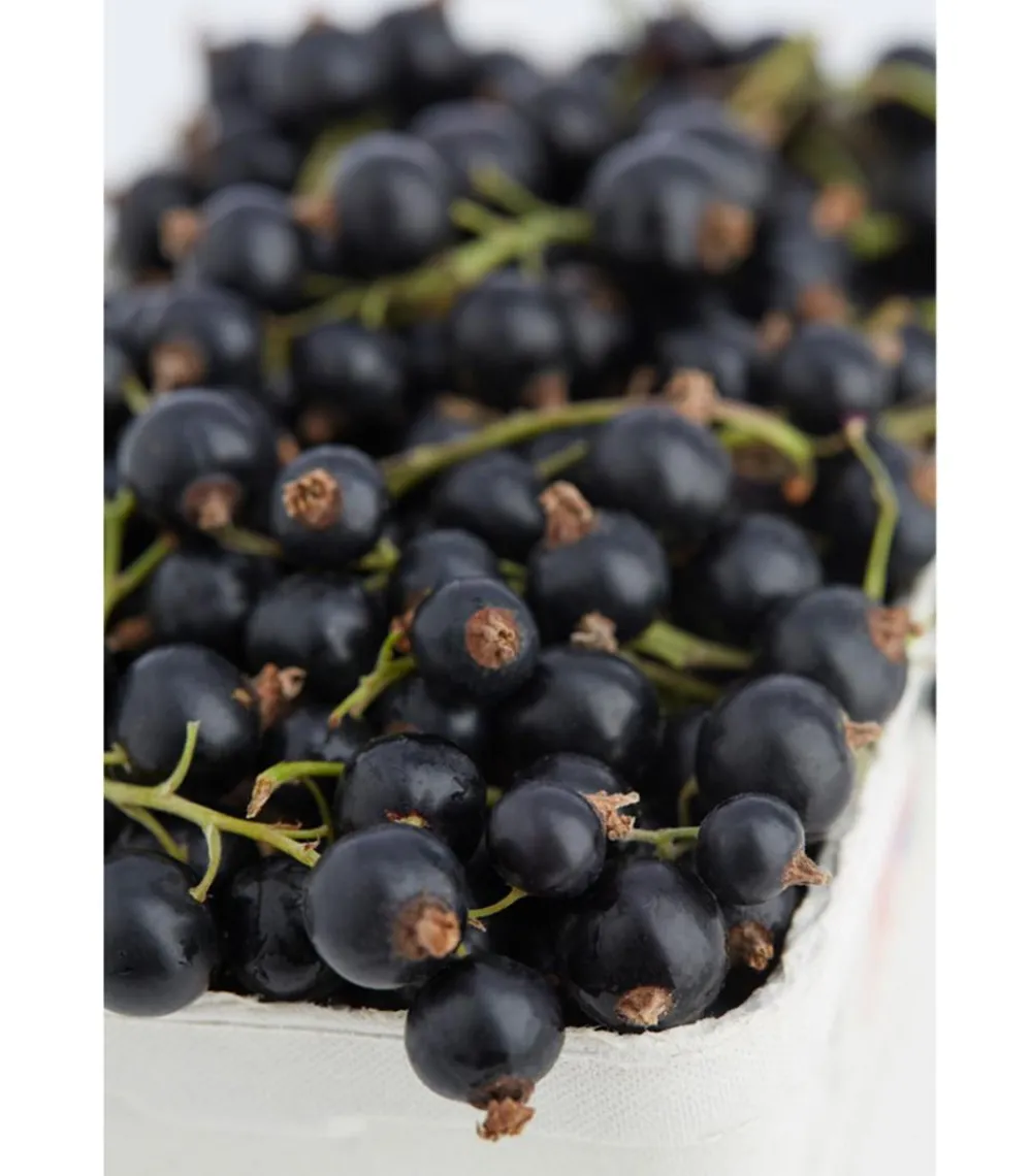 Dehner Stachel- & Johannisbeeren|Beerensträucher > Johannisbeere 'Titania'