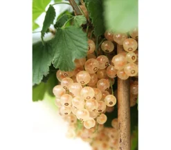 Dehner Johannisbeere 'e Versailler' Weiß New