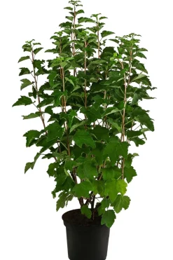 Dehner Stachel- & Johannisbeeren|Beerensträucher > Johannisbeere 'e Versailler'