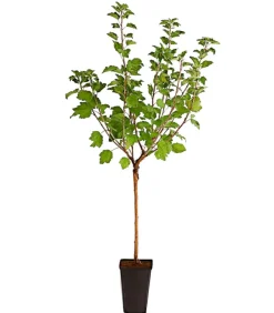 Dehner Stachel- & Johannisbeeren|Beerensträucher > Johannisbeere 'e Versailler'
