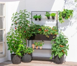Dehner Stachel- & Johannisbeeren|Beerensträucher - Johannisbeere 'e Versailler' Weiß