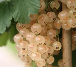Dehner Stachel- & Johannisbeeren|Beerensträucher - Johannisbeere 'e Versailler' Weiß