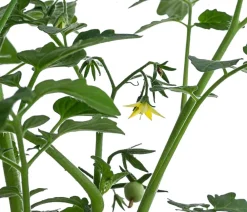 Dehner Auberginen- & Tomatenpflanzen > Johannisbeertomate 'Tomberry® Red'