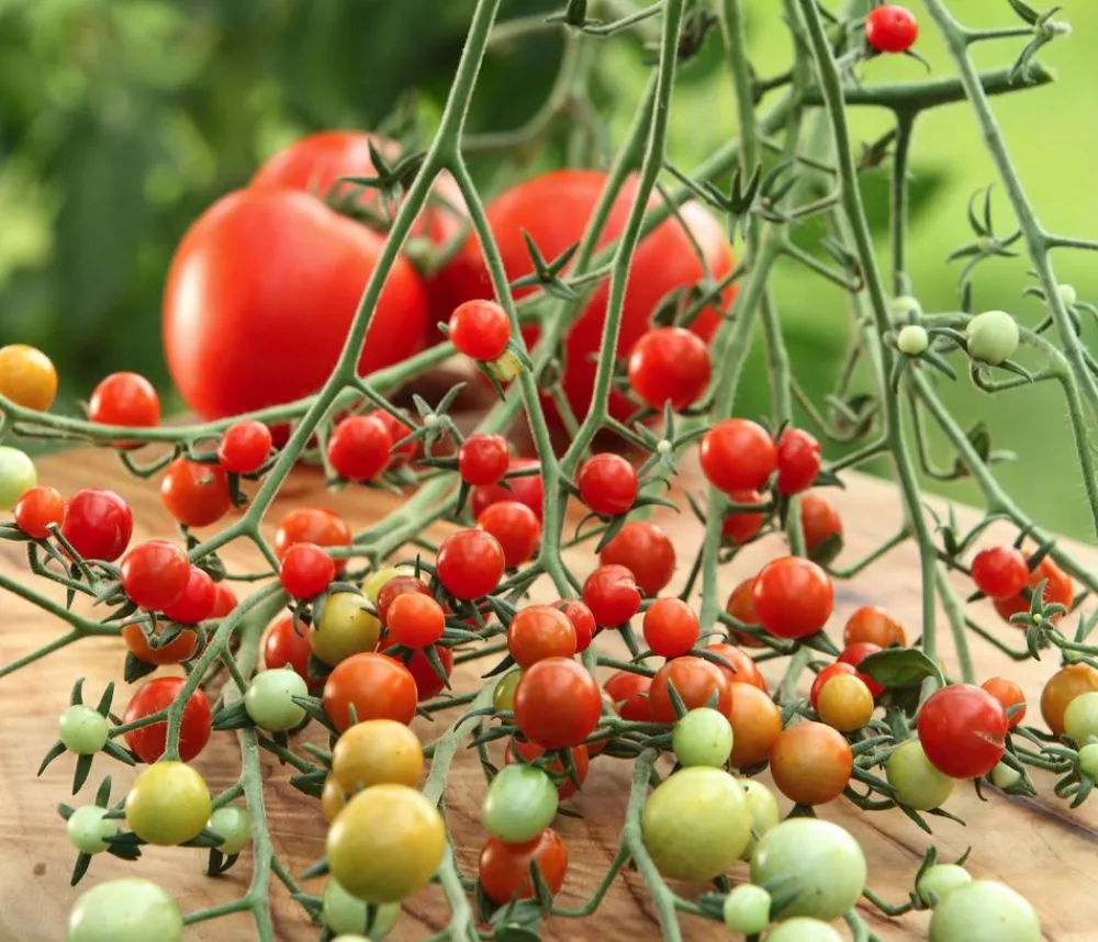 Dehner Auberginen- & Tomatenpflanzen > Johannisbeertomate 'Tomberry® Red'