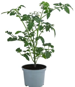 Dehner Auberginen- & Tomatenpflanzen > Johannisbeertomate 'Tomberry® Red'