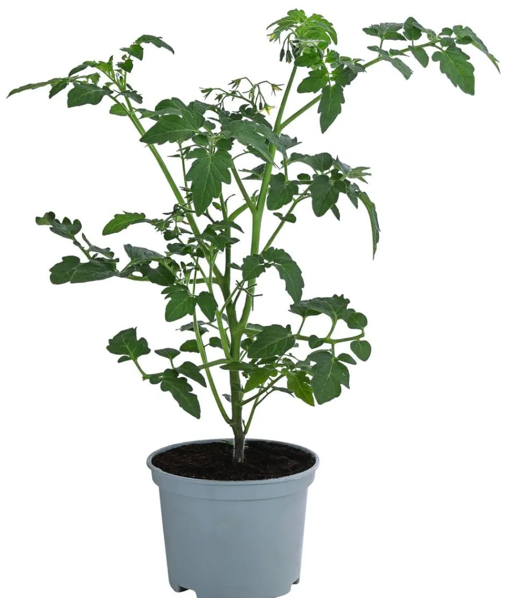 Dehner Auberginen- & Tomatenpflanzen > Johannisbeertomate 'Tomberry® Red'