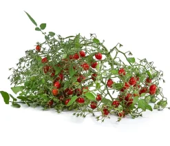 Dehner Auberginen- & Tomatenpflanzen > Johannisbeertomate 'Tomberry® Red'