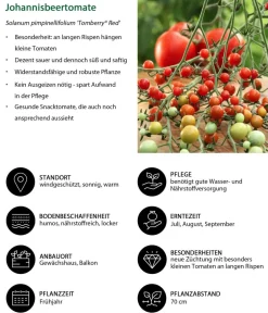 Dehner Auberginen- & Tomatenpflanzen > Johannisbeertomate 'Tomberry® Red'