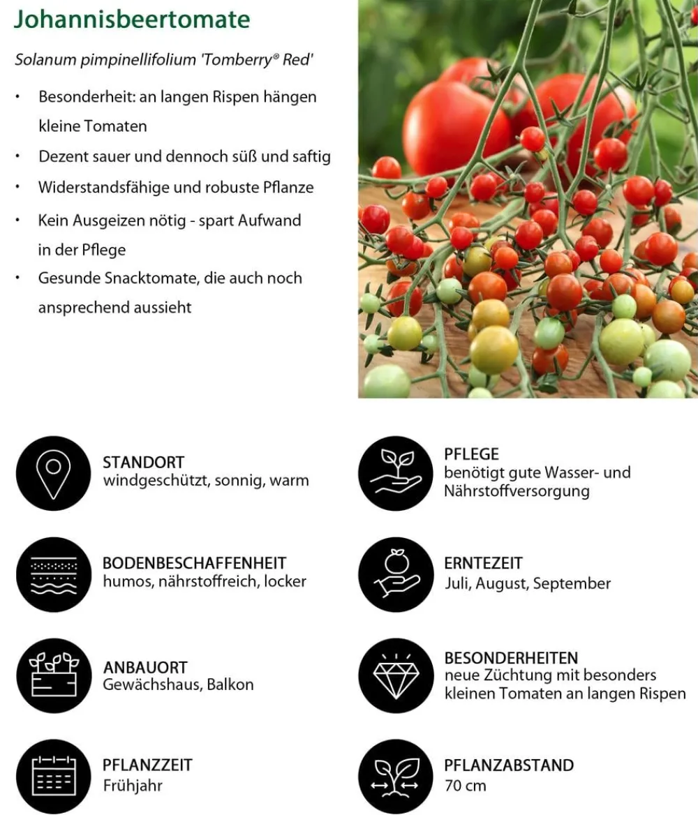 Dehner Auberginen- & Tomatenpflanzen > Johannisbeertomate 'Tomberry® Red'