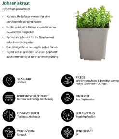 Dehner Garten- & Heilkräuter|Küchenkräuter - Johanniskraut Gelb