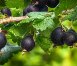 Dehner Stachel- & Johannisbeeren|Beerensträucher > Jostabeere