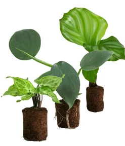 Zimmerpflanzen-Sets|Grünpflanzen - Jungpflanzen-Set Blattschmuck, 3-teilig Grün