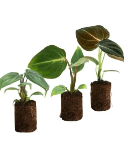 Zimmerpflanzen-Sets|Grünpflanzen - Jungpflanzen-Set Philodendron, 3-teilig Grün