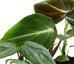 Zimmerpflanzen-Sets|Grünpflanzen - Jungpflanzen-Set Philodendron, 3-teilig Grün