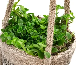 Dehner Juteampel-Duo mit Kanonierblume - Pilea depressa Outlet