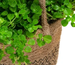 Dehner Hängepflanzen|Zimmerpflanzen Mit Übertopf > Juteampel-Solo mit Kanonierblume - Pilea depressa