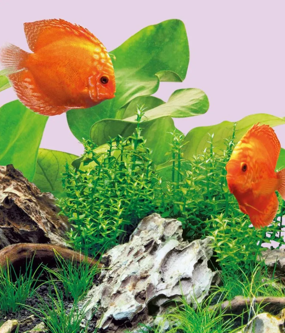 JUWEL® AQUARIUM Beleuchtung > Aquariumbeleuchtung LED Colour