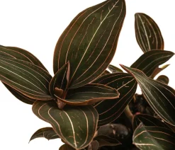 Dehner Orchideen - Juwelorchidee - Ludisia discolor
