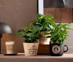 Dehner Grünpflanzen > Kaffeepflanze - Coffea arabica