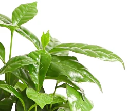 Dehner Grünpflanzen > Kaffeepflanze - Coffea arabica