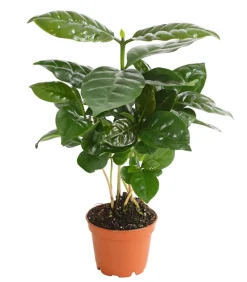 Dehner Kaffeepflanze - Coffea arabica Grün Sale