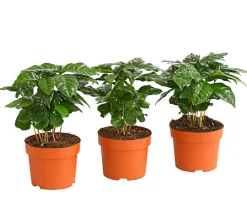 Dehner Zimmerpflanzen-Sets|Grünpflanzen > Kaffeepflanze - Coffea arabica, 3er-Set