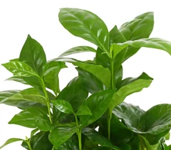 Dehner Grünpflanzen - Kaffeepflanze - Coffea arabica Grün