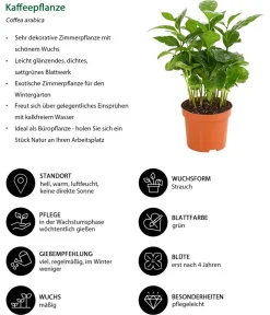 Dehner Grünpflanzen - Kaffeepflanze - Coffea arabica Grün