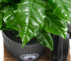 Dehner Zimmerpflanzen Mit Übertopf|Grünpflanzen > Kaffeepflanze - Coffea arabica, im To-Go Becher