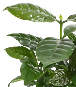 Dehner Zimmerpflanzen Mit Übertopf|Grünpflanzen - Kaffeepflanze - Coffea arabica, verschiedene Sorten, in Keramik