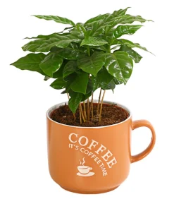 Dehner Zimmerpflanzen Mit Übertopf|Grünpflanzen - Kaffeepflanze - Coffea arabica, verschiedene Sorten, in Keramik