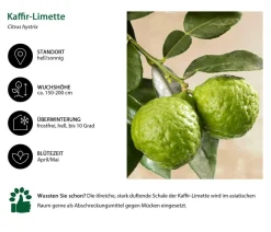 Kaffir-Limette Sale