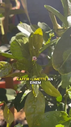 Kaffir-Limette Sale