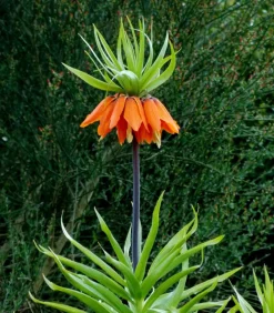 Dehner Kaiserkrone Orange Outlet