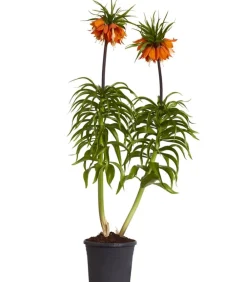 Dehner Kaiserkrone Orange Outlet