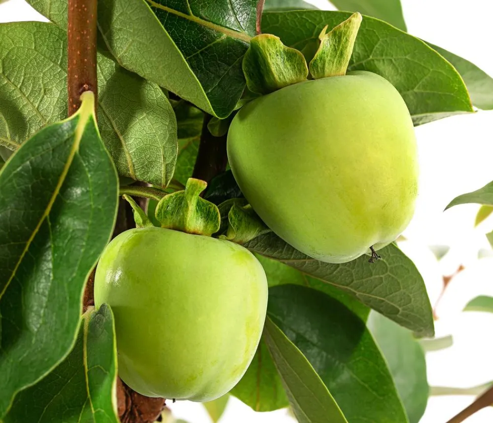 Dehner Nüsse & Besondere Obstbäume|Obstbäume > Kaki 'Ragno'