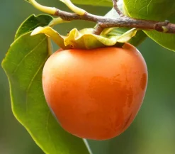 Dehner Nüsse & Besondere Obstbäume|Obstbäume > Kaki 'Ragno'